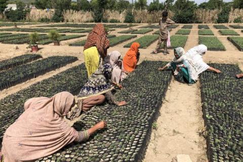 Women working in government-owned tree nurseries in Haripur, in Khyber Pakhtunkhwa province, Pakistan.
