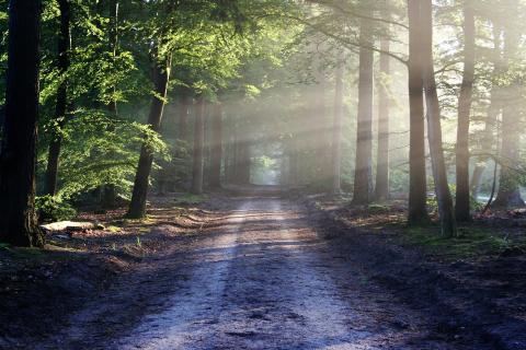 a road in the woods