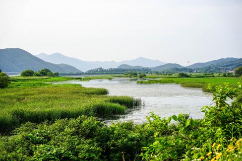 Image of wetlands