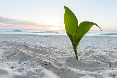 sprouting leaves on a beach dune