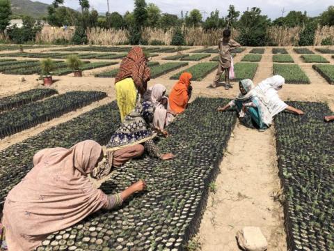 Women working with tree seedlings in governmetn-owned nurseries in Pakistan