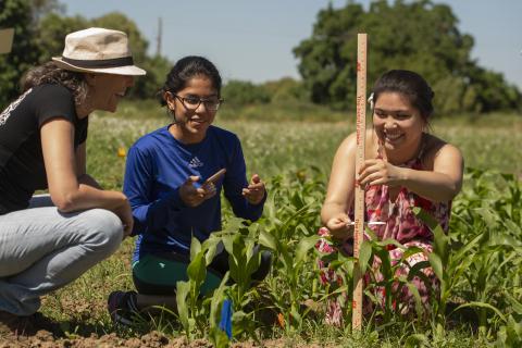 Associate Professor Amélie Gaudin from the UC Davis Department of Plant Sciences works with students to measure corn growth. Image courtesy of UC Davis