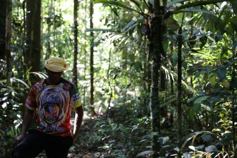 Man among trees in Amazon jungle