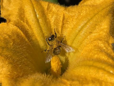 Finalist photo, bee on a flower