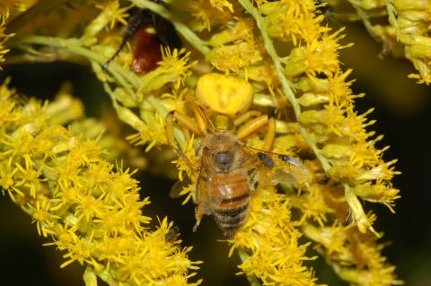 different insect species interacting on a flower