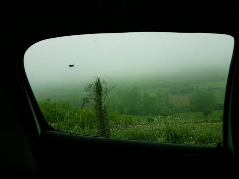 A fly hitches a ride on a car window while driving past vibrant green scenery