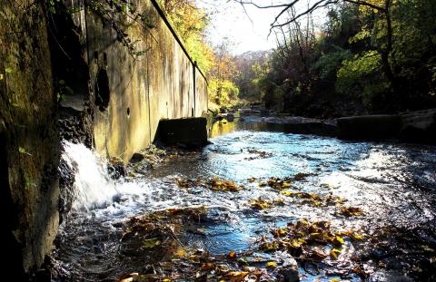 Sewer overflow pipe and fall foliage