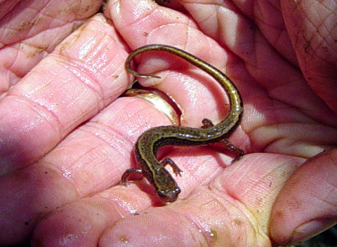 Two-lined Salamander in a person's hand