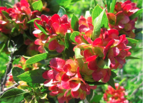 Photo of ‘a‘ali‘i shrub. Image credit: 2023 Waikōloa Dry Forest Initiative