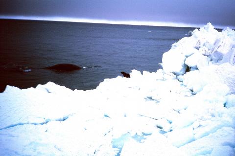 Surfacing bowhead whale