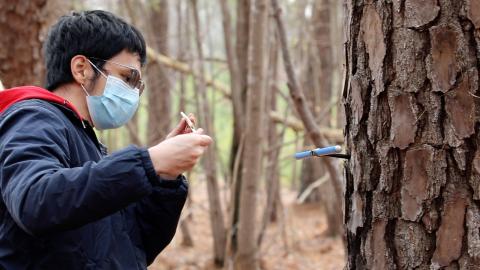 A student researcher collecting tree core samples.