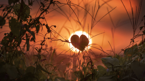 heart shape over sunset filtered through branches